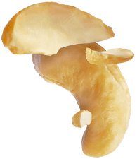 cashew